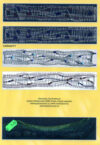 Bracciali - immagine 2