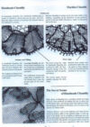 The secret of real lace - immagine 2
