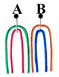 15 - Catenella (varianti) 5 dis.cat-4p-f1