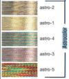 Madeira astro n°40 - immagine 2