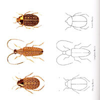 Beetle collection, the stumpwork, goldwork and surface embroidery, jane nicholas