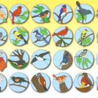 Blackyard birds