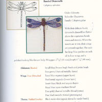 Stumpwork dragonflies, nicholas jane