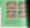 Esemplario: madama caterina: geometrie - immagine 2