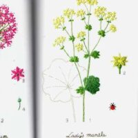 Seasonal flower embroidery, kazuko aoki