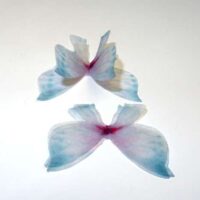 Farfalla in organza , ali doppie azzurre