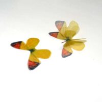 Farfalla in organza , ali doppie gialle