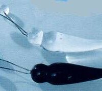 Corpo in vetro nero con antenne per farfalle moravia