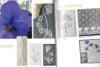 Perle in pizzo maline/mechelen - immagine 2