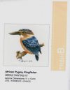 Uccello african pygmy kingfisher trish burr kit ago pittura - immagine 2