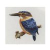 Uccello african pygmy kingfisher trish burr kit ago pittura