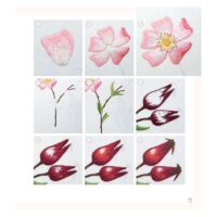 Insectes & plantes en peinture a l'aiguille, victoria matthewson