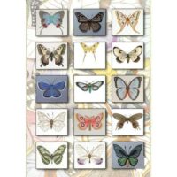 Butterfly and moth ulrike lohr voelcker