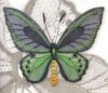 Butterfly and moth ulrike lohr voelcker - immagine 3