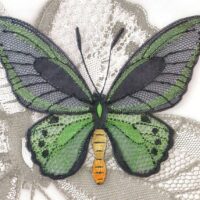 Butterfly and moth ulrike lohr voelcker