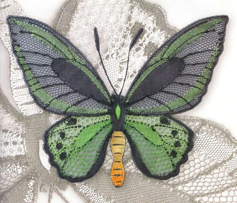 Butterfly and moth ulrike lohr voelcker