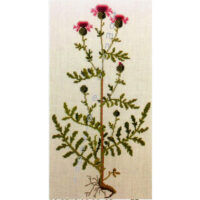 gerda bengtsson  Stor knopurt/cardo cm 19 x 34 kit 30-3718