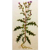 gerda bengtsson  Agertidsel/cardo selvatico cm 31 x 34 kit 30-3718