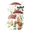 gerda bengtsson romende fluesvap/fungo cm 20 x 30 - immagine 2