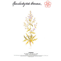 gerda bengtsson cikorie-cicoria cm 29 x 65 kit 30-4368