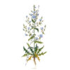gerda bengtsson cikorie-cicoria cm 29 x 65 kit 30-4368 - immagine 2