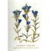gerda bengtsson klokke-ensian/campanule blu cm 20 x 30 kit 30-4551