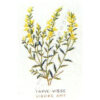 gerda bengtsson farve-visse/ginestra cm 20 x 30 kit 30-4551