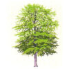 gerda bengtsson BOG/FAGGIO cm 21 x 30  kit ricamo 30-6028