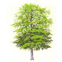 gerda bengtsson BOG/FAGGIO cm 21 x 30  kit ricamo 30-6028